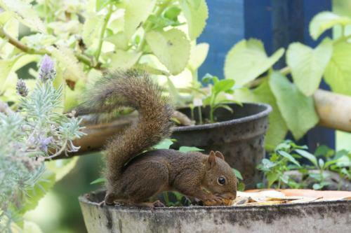 S�tio Rodamonte
