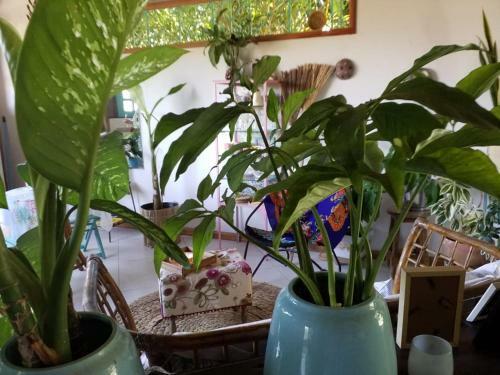 Eco Olinda B&B