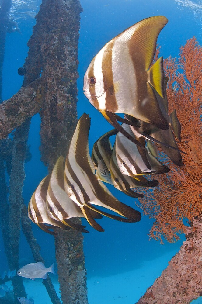 Hotel The Reef Dive Resort