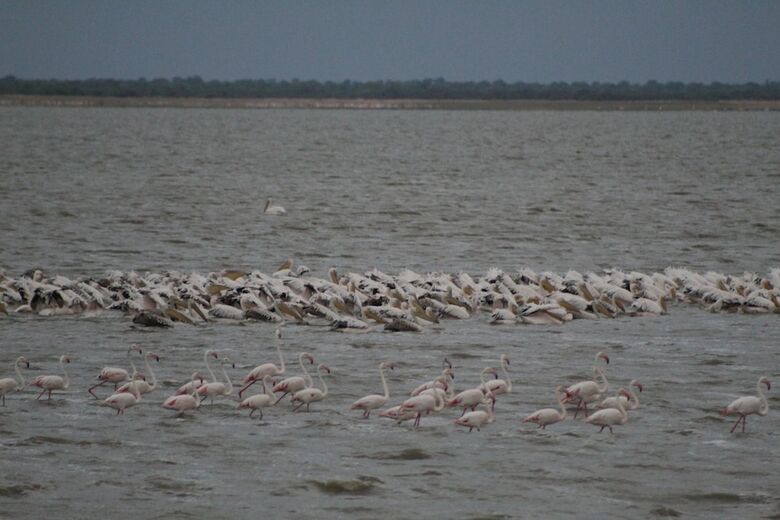 Posada Pelican Lodge And Camping