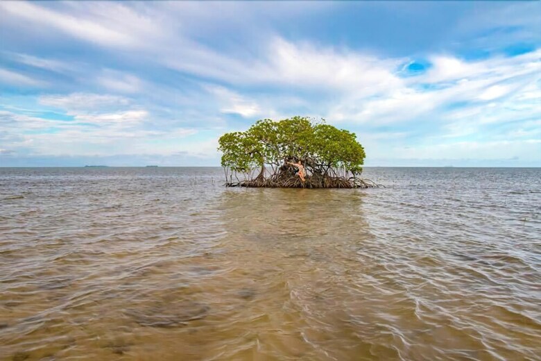 Walai Penyu Resort - Campground
