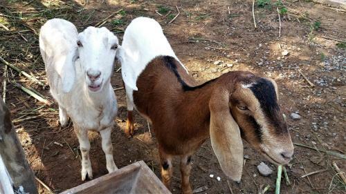 Agroturismo Pousada Recanto Primavera