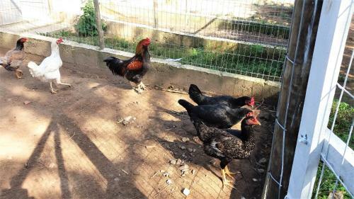 Agroturismo Pousada Recanto Primavera
