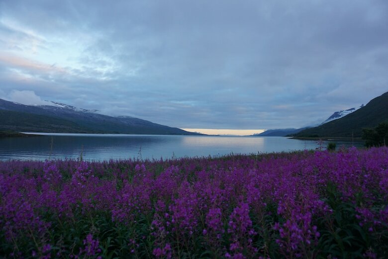 Tjeldsundbrua Camping