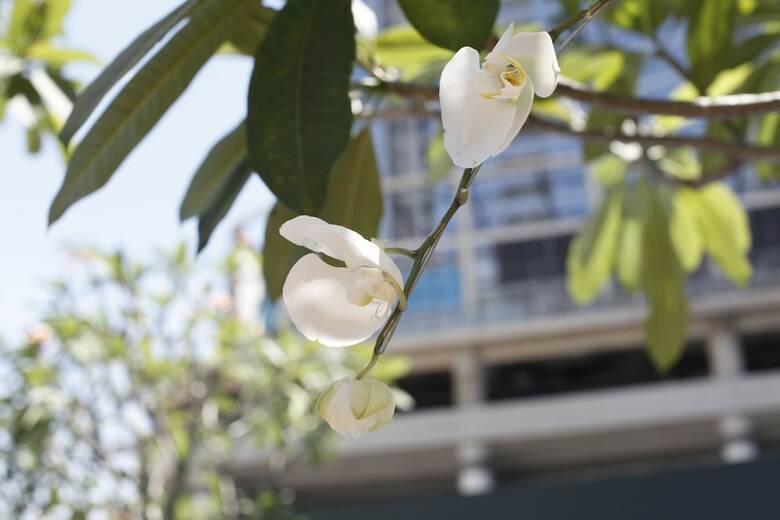 Hotel Four Points By Sheraton Surabaya