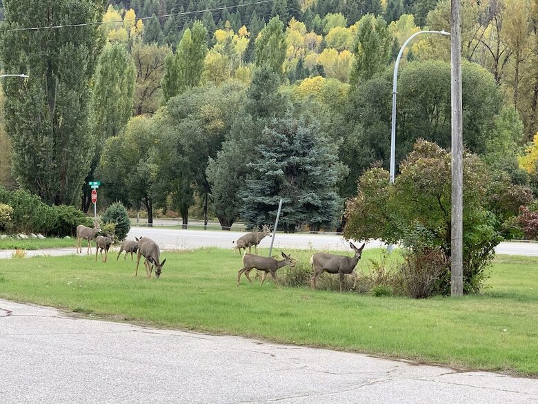 Greenview Motel And Rv Park