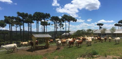 Agroturismo Pousada Vale Da Neblina