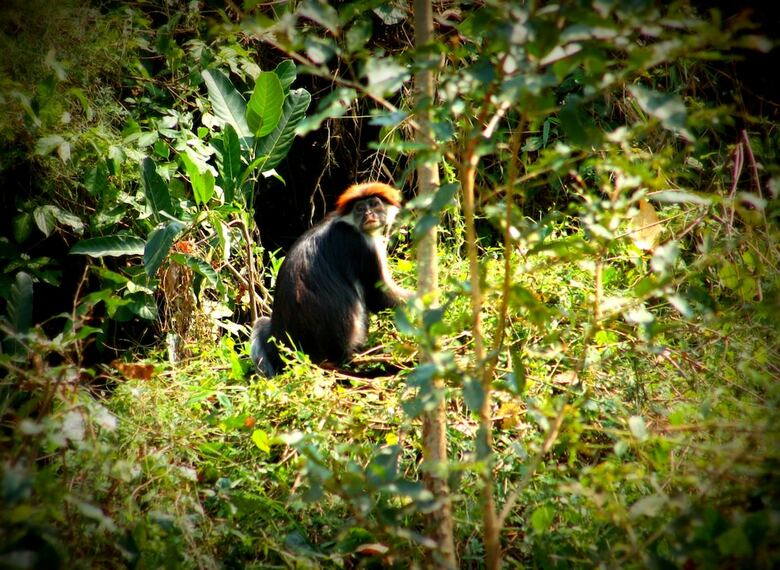 Udzungwa Forest Camp