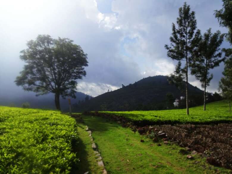 Hotel Green Nest Resort