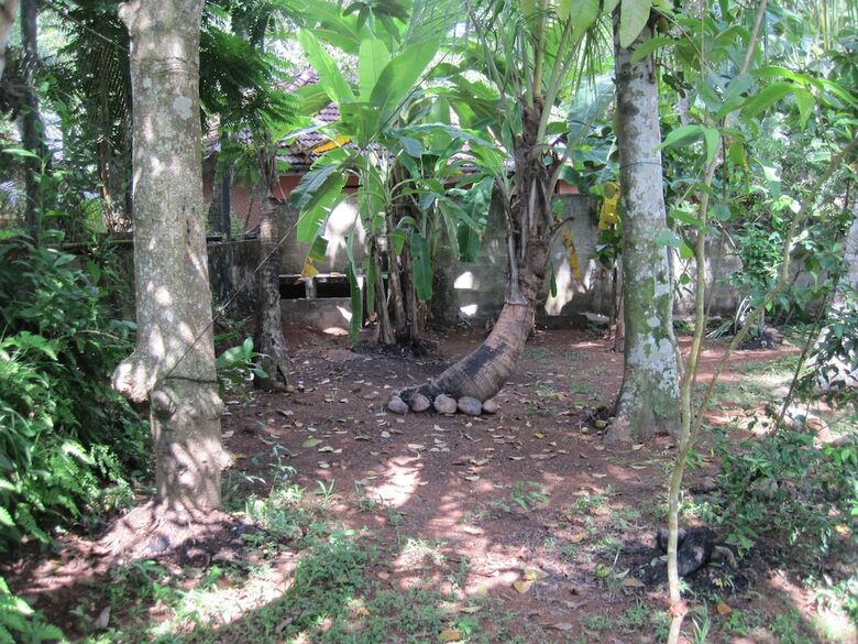 Hotel Jungleside House