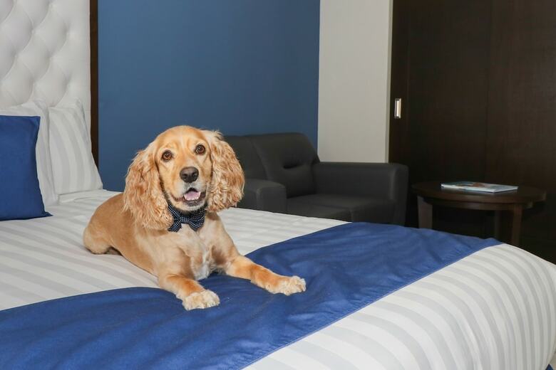 Medano Hotel And Suites