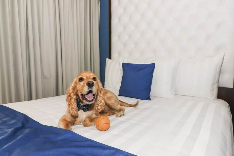 Medano Hotel And Suites