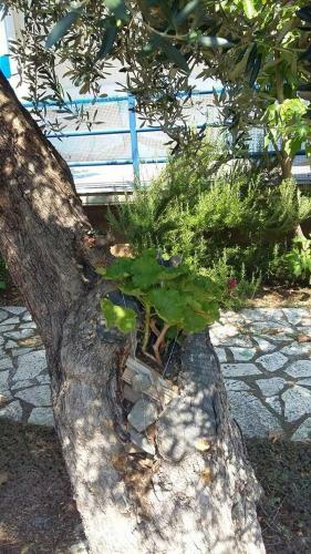 Apartamentos Holiday Tolofona