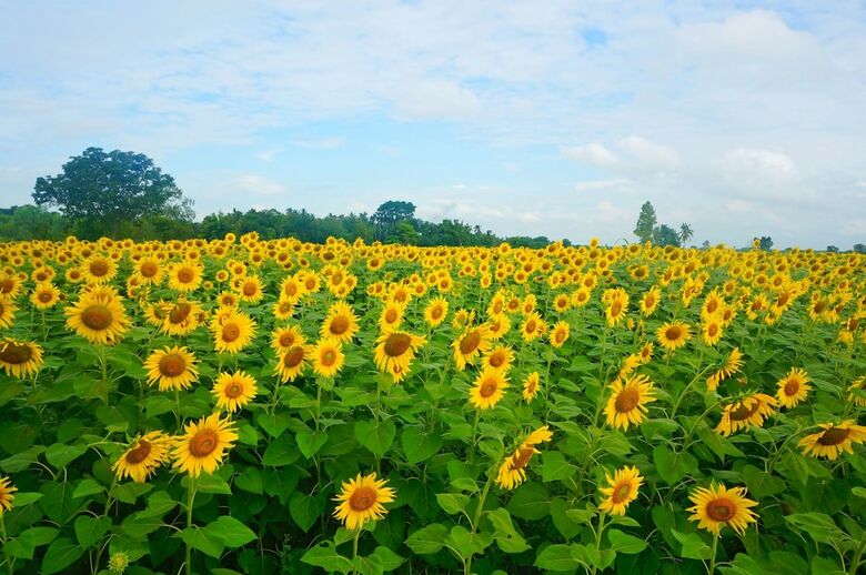 Hotel Wanlapa Farmstay