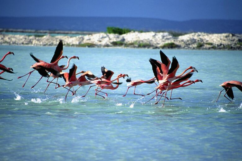Hotel Courtyard By Marriott Bonaire Dive Resort