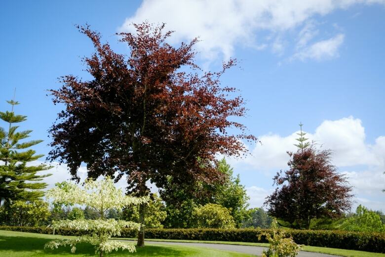 Bed & Breakfast Blackwood House