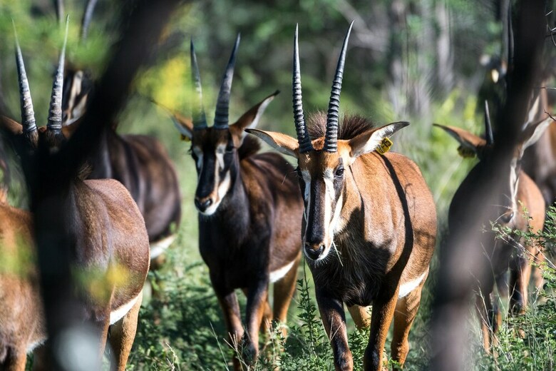 Posada Bushwa Game Lodge