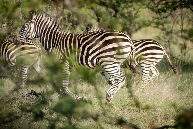 Posada Bushwa Game Lodge