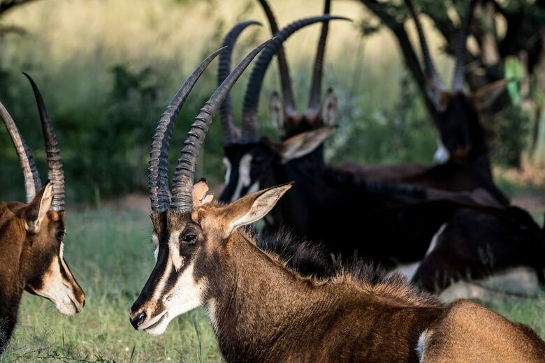 Posada Bushwa Game Lodge