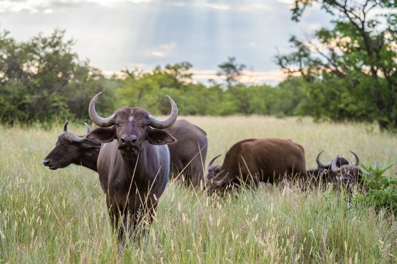Posada Bushwa Game Lodge