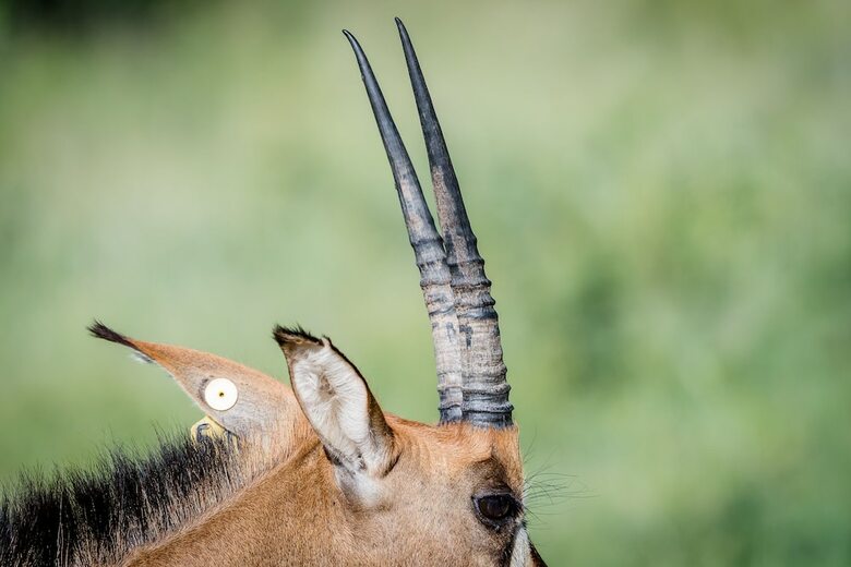 Posada Bushwa Game Lodge