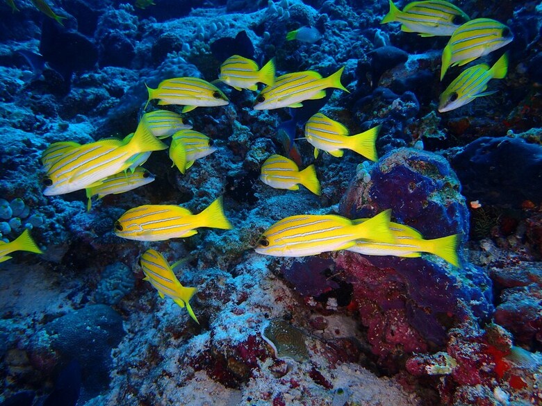Hotel Rasdhoo Holiday Home