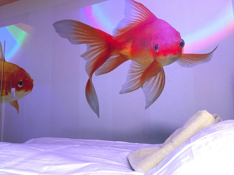 Hostal Citysurfer44