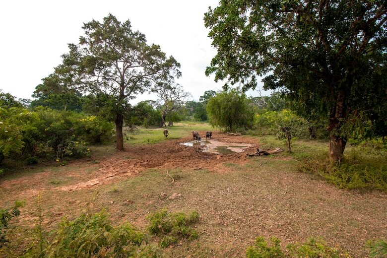 Posada Back Of Beyond - Safari Lodge Yala