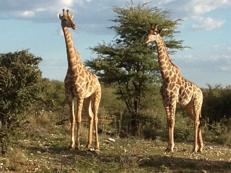 Posada Aloegrove Safari Lodge