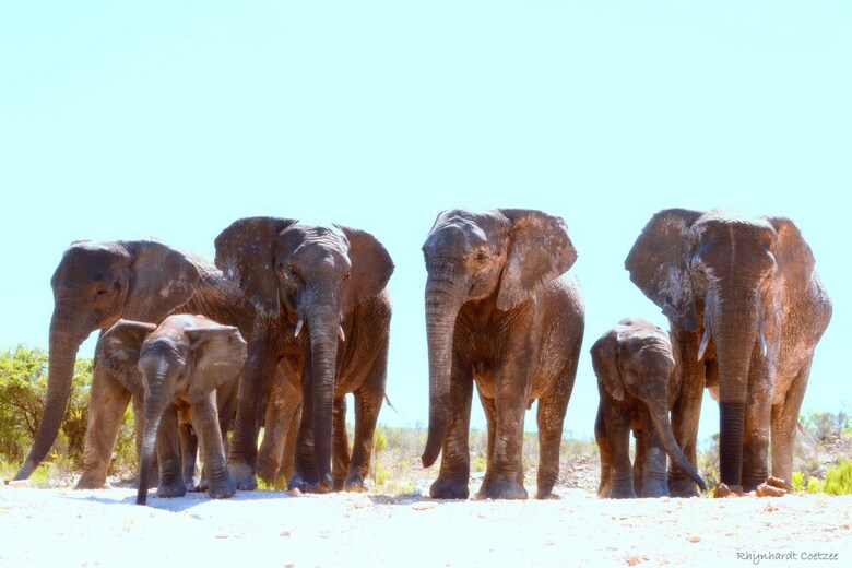 Posada Elephants Lodge - Bellevue Forest Reserve