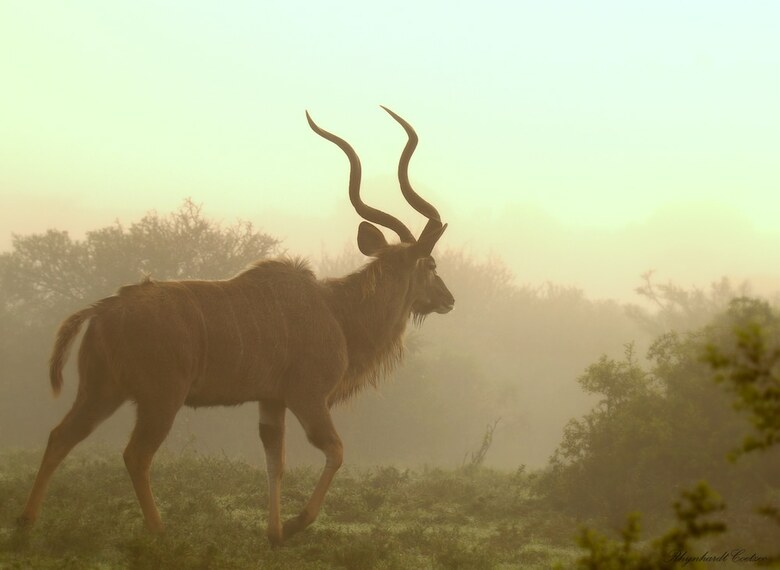 Posada Elephants Lodge - Bellevue Forest Reserve