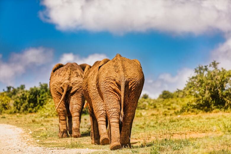 Posada Elephants Lodge - Bellevue Forest Reserve