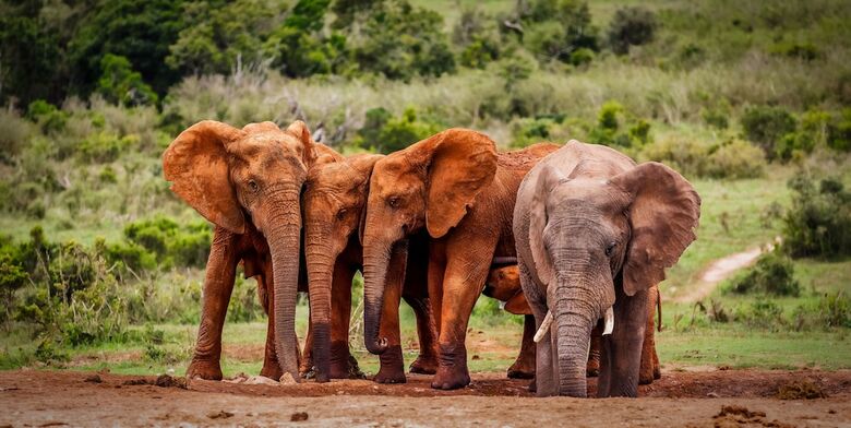 Posada Elephants Lodge - Bellevue Forest Reserve