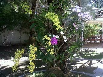 Aparthotel Buccaneer Beach Club