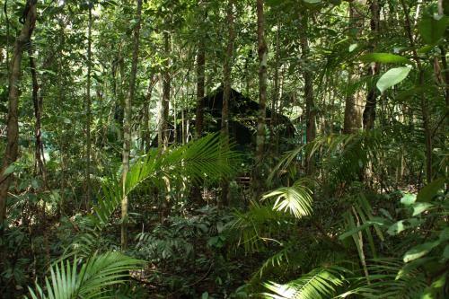 Lodge Daintree Crocodylus Village