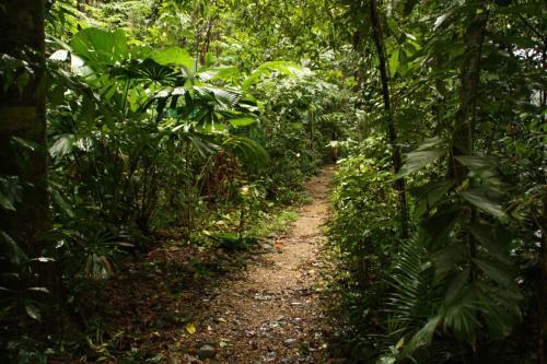 Lodge Daintree Crocodylus Village