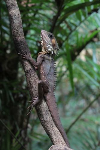 Lodge Daintree Crocodylus Village