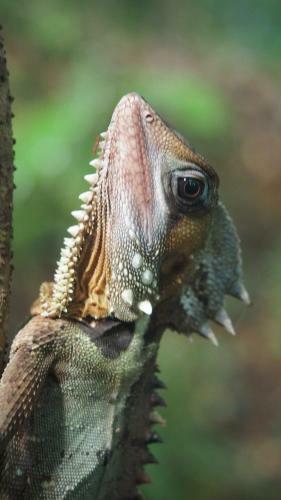 Lodge Daintree Crocodylus Village