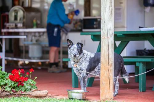 Big4 Kingaroy Holiday Park