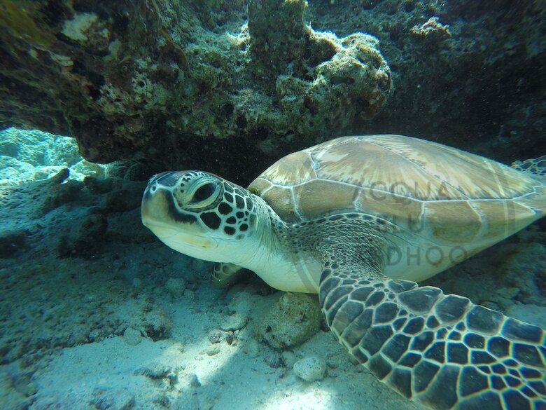 Hotel Acqua Blu Rasdhoo