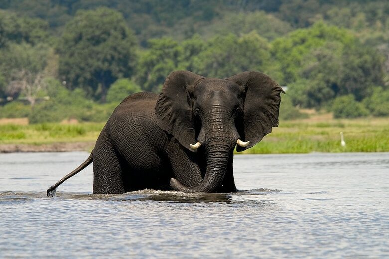 Posada Imbabala Zambezi Safari Lodge - All Inclusive