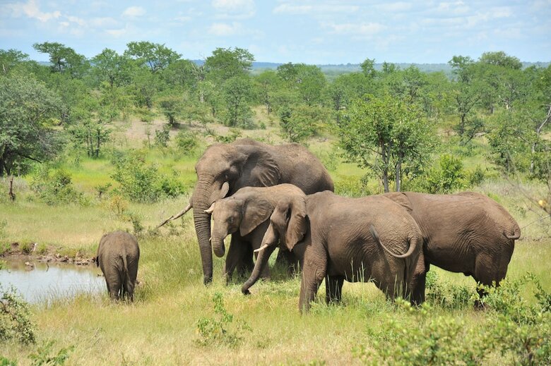 The Elephant Camp