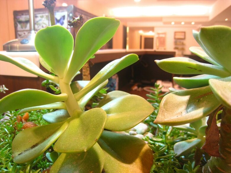 Formosa Boulevard Station Garden Hotel