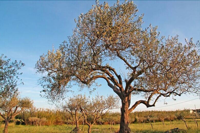 Agricampeggio Maccari