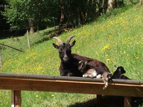 Agroturismo Blumbauernhof