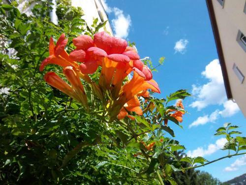 Apartamento Ferienwohnungen Bochmann