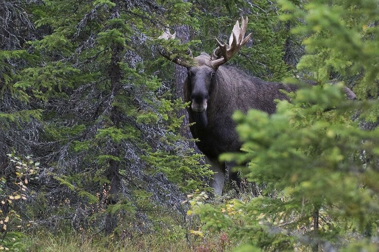Hotel Aateli