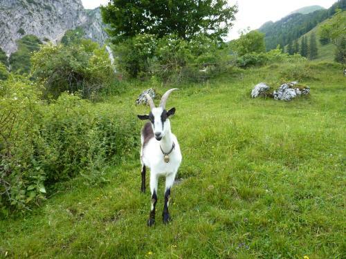 Hostal Landpension Im Alten Knoglerhof
