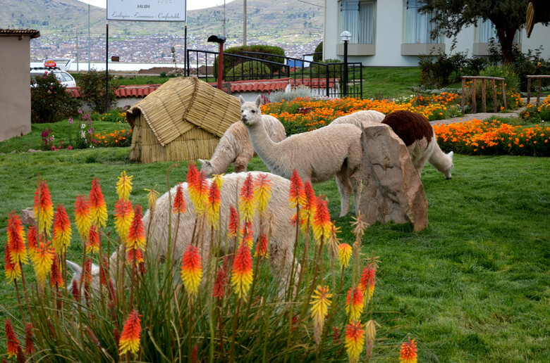 Hotel Xima Exclusive Puno