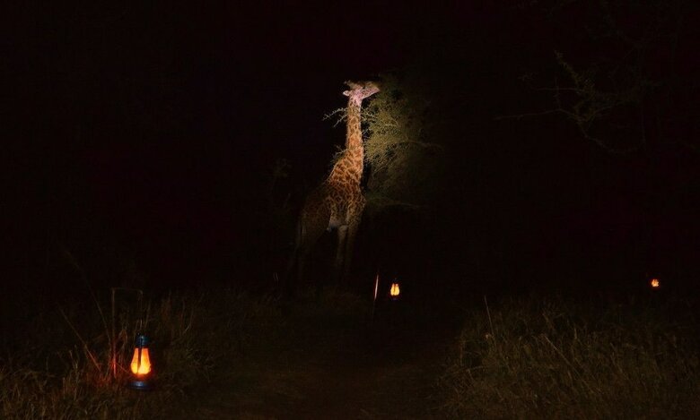 Mawe Luxury Tented Camp